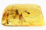 Fossil Crane Fly (Limoniidae) In Baltic Amber #307709-1